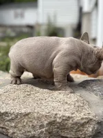 Cartier, a female French Bulldog for sale in Monroe, CT – 2 of 10