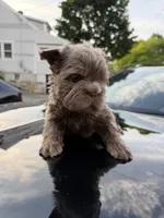 Boss Man, a male French Bulldog for sale in Monroe, CT – 6 of 10
