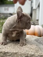Cartier, a female French Bulldog for sale in Monroe, CT – 4 of 10