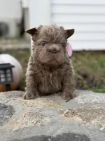 Boss Man, a male French Bulldog for sale in Monroe, CT – 3 of 10