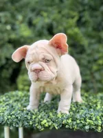 AMIRI, a female French Bulldog for sale in Monroe, CT – 9 of 10