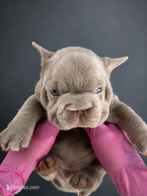 Cry Baby – French Bulldog puppy for sale in Monroe, CT