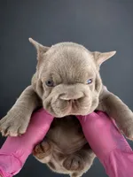 Cry Baby, a male French Bulldog for sale in Monroe, CT – 1 of 10