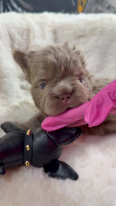 Boss Man, a male French Bulldog for sale in Monroe, CT – 5 of 10