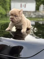 John John, a male French Bulldog for sale in Monroe, CT – 5 of 10