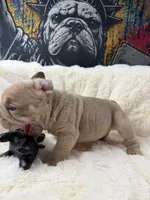 Tesla, a female French Bulldog for sale in Monroe, CT – 5 of 10