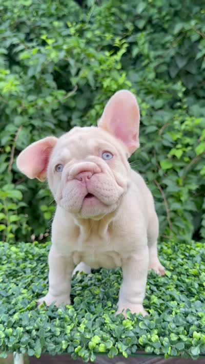 AMIRI, a female French Bulldog for sale in Monroe, CT – 8 of 10