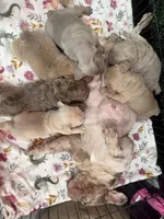 Cartier, a female French Bulldog for sale in Monroe, CT – 10 of 10