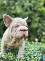 BOSS, a male French Bulldog for sale in Monroe, CT – 7 of 10