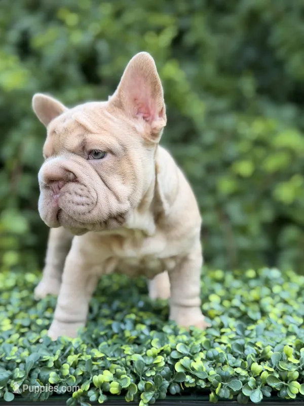 ROSE – French Bulldog puppy for sale in Monroe, CT