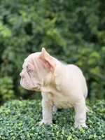 AMIRI, a female French Bulldog for sale in Monroe, CT – 3 of 10