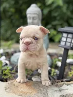 Cherry , a female French Bulldog for sale in Monroe, CT – 3 of 10