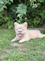 DRAKE, a male French Bulldog for sale in Monroe, CT – 9 of 10
