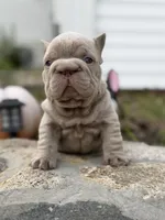 Cry Baby, a male French Bulldog for sale in Monroe, CT – 9 of 10