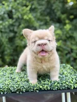 DRAKE, a male French Bulldog for sale in Monroe, CT – 6 of 10