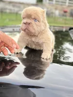 John John, a male French Bulldog for sale in Monroe, CT – 2 of 10