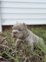 Cry Baby, a male French Bulldog for sale in Monroe, CT – 6 of 10