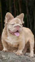 John John, a male French Bulldog for sale in Monroe, CT – 8 of 10