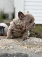 Cry Baby, a male French Bulldog for sale in Monroe, CT – 5 of 10