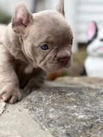 Cartier, a female French Bulldog for sale in Monroe, CT – 6 of 10