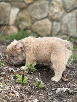 John John, a male French Bulldog for sale in Monroe, CT – 4 of 10