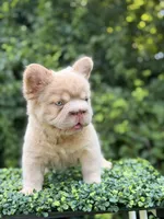 DRAKE, a male French Bulldog for sale in Monroe, CT – 3 of 10