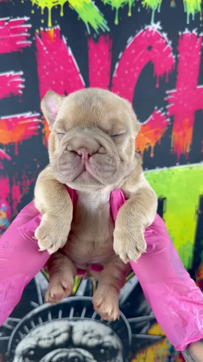 Tesla, a female French Bulldog for sale in Monroe, CT – 10 of 10