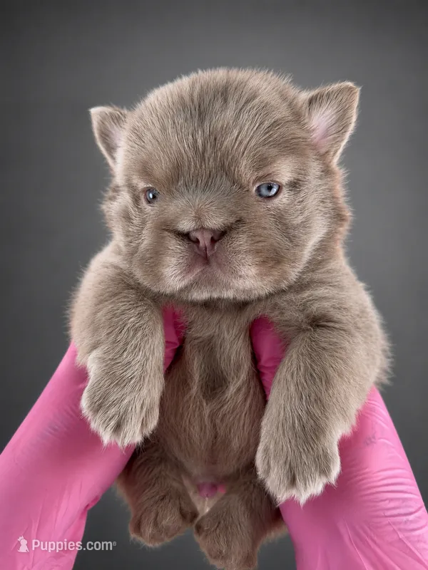 John John – French Bulldog puppy for sale in Monroe, CT