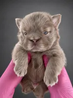 John John, a male French Bulldog for sale in Monroe, CT – 1 of 10