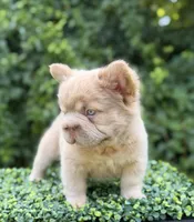 DRAKE, a male French Bulldog for sale in Monroe, CT – 5 of 10