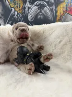Tesla, a female French Bulldog for sale in Monroe, CT – 3 of 10