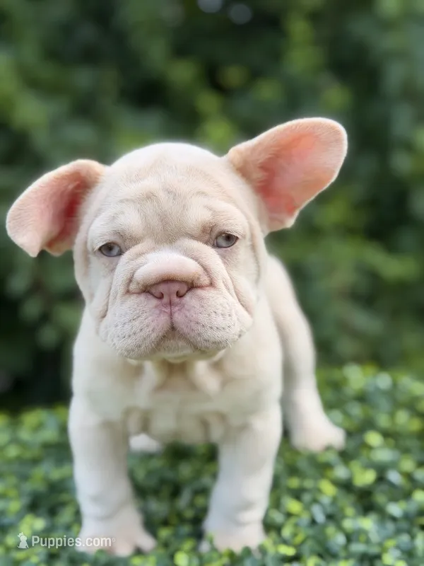 AMIRI – French Bulldog puppy for sale in Monroe, CT