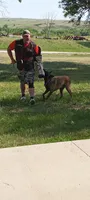 Service Dog/Summer, a female Belgian Malinois for sale in Philip, SD – 3 of 5