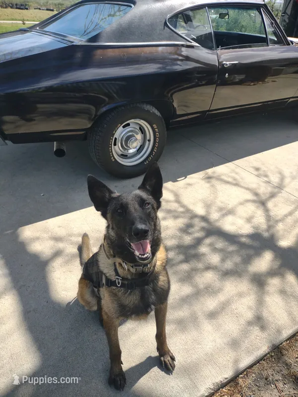 Service Dog/Summer – Belgian Malinois puppy for sale in Philip, SD