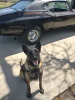 Service Dog/Summer, a female Belgian Malinois for sale in Philip, SD – 1 of 5