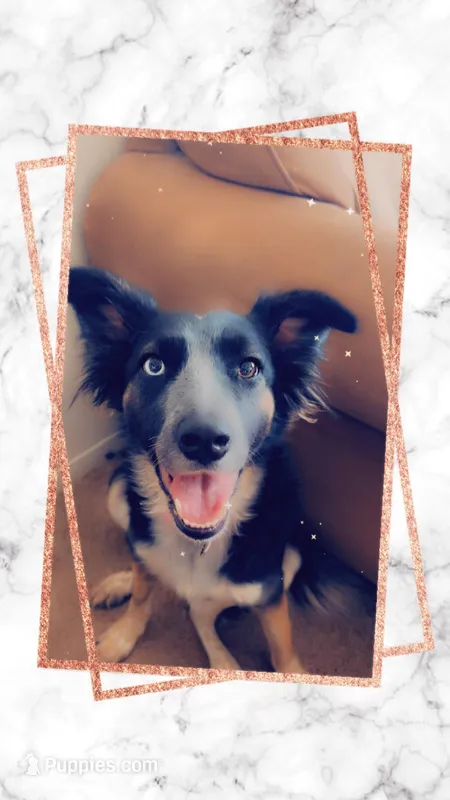 VENUS , a female Border Collie for sale in Philip, SD – Photo 1 of 4
