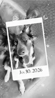VENUS , a female Border Collie for sale in Philip, SD – Photo 3 of 4