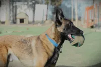 Service Dog, a female Belgian Malinois for sale in Philip, SD – Photo 3 of 3