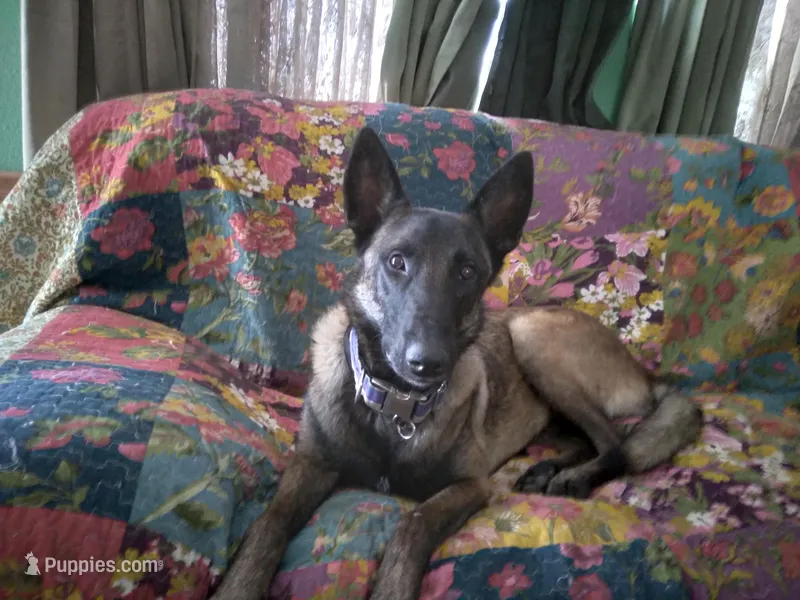 Service Dog – Belgian Malinois puppy for sale in Philip, SD