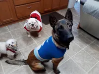 Service Dog, a female Belgian Malinois for sale in Philip, SD – Photo 2 of 3