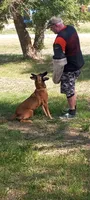 Service Dog/Summer, a female Belgian Malinois for sale in Philip, SD – 2 of 5