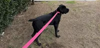 Maggie, a female Cane Corso for sale in Riverside, CA – Photo 3 of 7