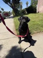 Maggie, a female Cane Corso for sale in Riverside, CA – Photo 5 of 7