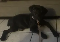 Maggie, a female Cane Corso for sale in Riverside, CA – Photo 2 of 7