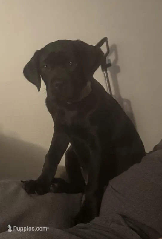 Maggie – Cane Corso puppy for sale in Riverside, CA