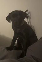 Maggie, a female Cane Corso for sale in Riverside, CA – Photo 1 of 7