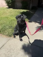 Maggie, a female Cane Corso for sale in Riverside, CA – Photo 7 of 7