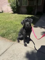 Maggie, a female Cane Corso for sale in Riverside, CA – Photo 6 of 7
