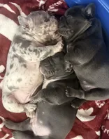 Mia, a female French Bulldog for sale in Rio Vista, CA – 5 of 10