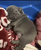 Mia, a female French Bulldog for sale in Rio Vista, CA – 4 of 10